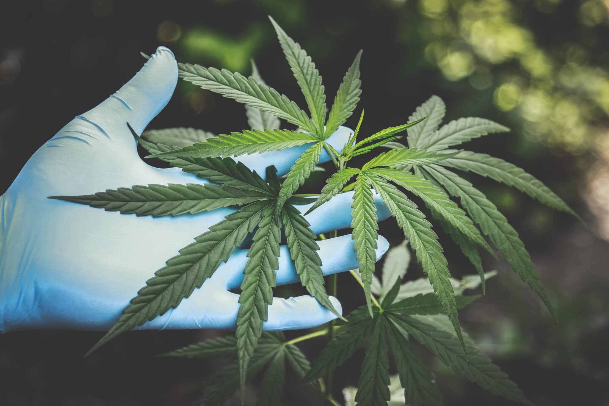 Medical Marijuana Developments in the South
