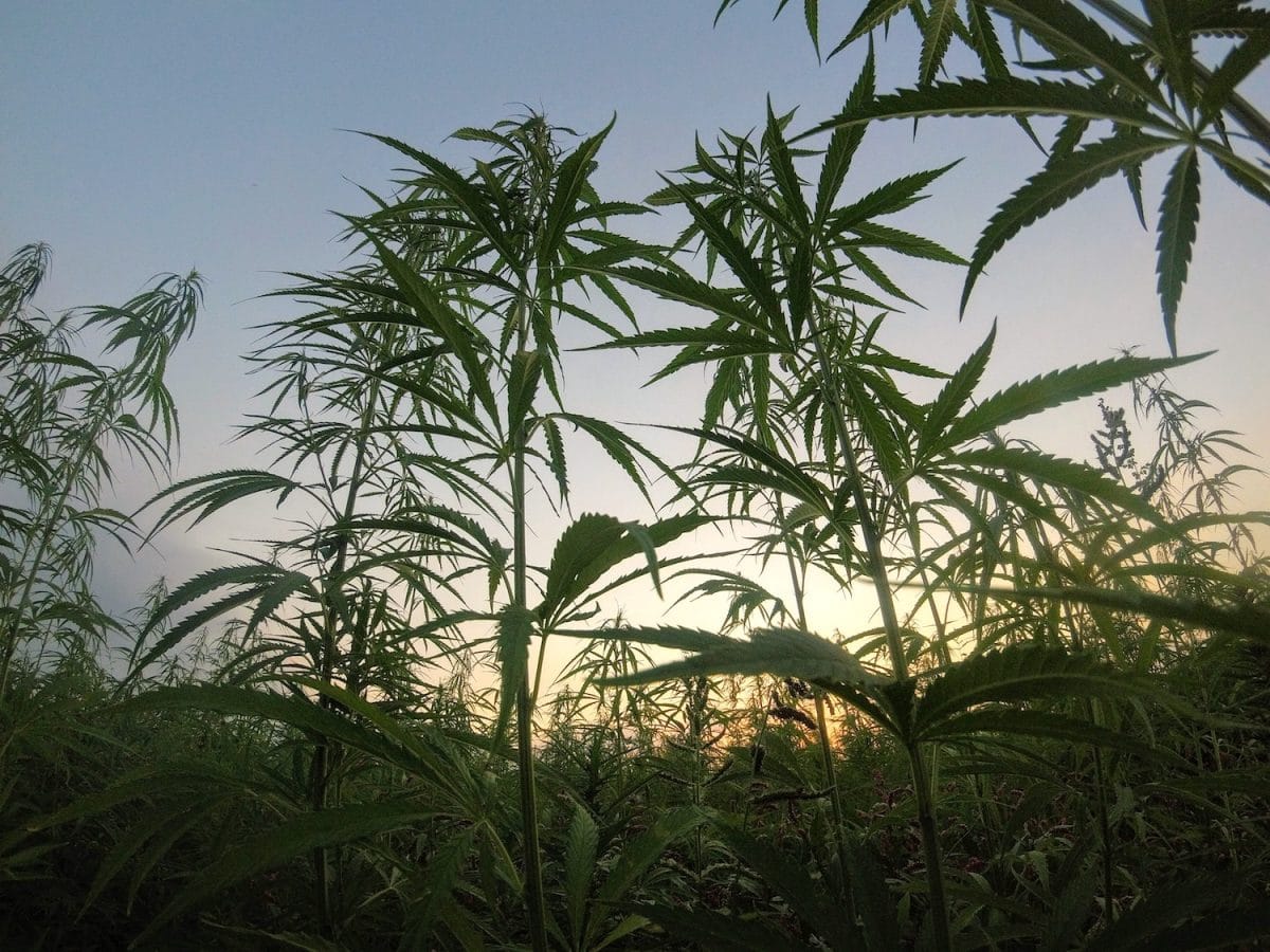 Domestic Hemp Production: Our Summary of the USDA's Interim Final Rule