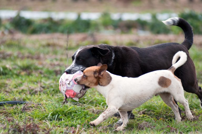 Two Dog Farms Makes the Sustainable Farm Profitable