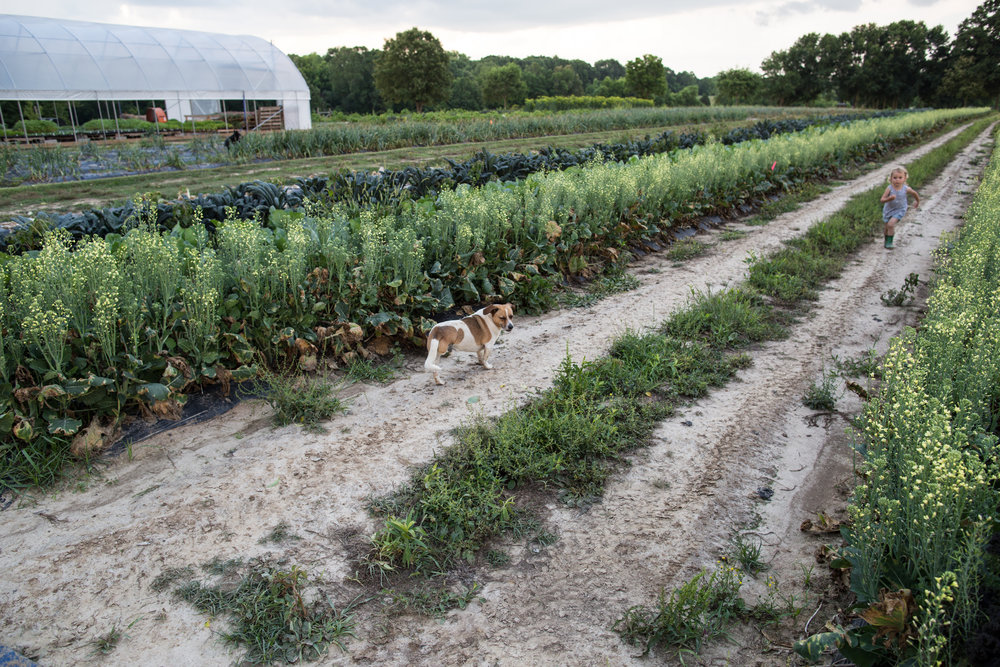 Two Dog Farms Makes the Sustainable Farm Profitable