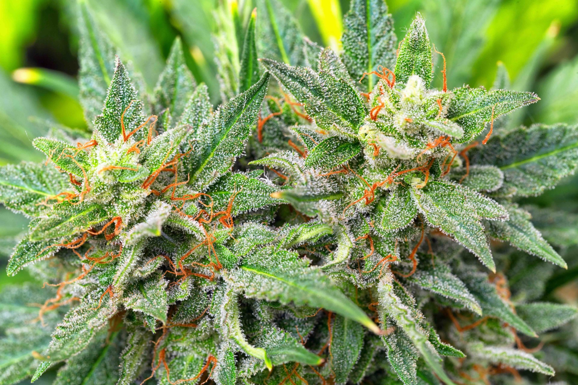 top-10-do-s-and-don-ts-to-avoid-regulatory-fines-in-mississippi-s-medical-cannabis-industry.jpeg